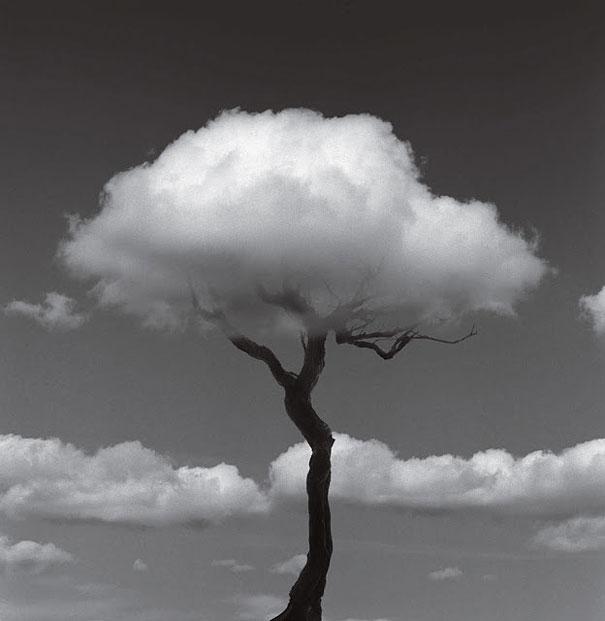 Virginia Duran Blog- Surreal Photography- Chema Madoz- Árbol